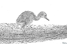 emus Coloring Pages To Print